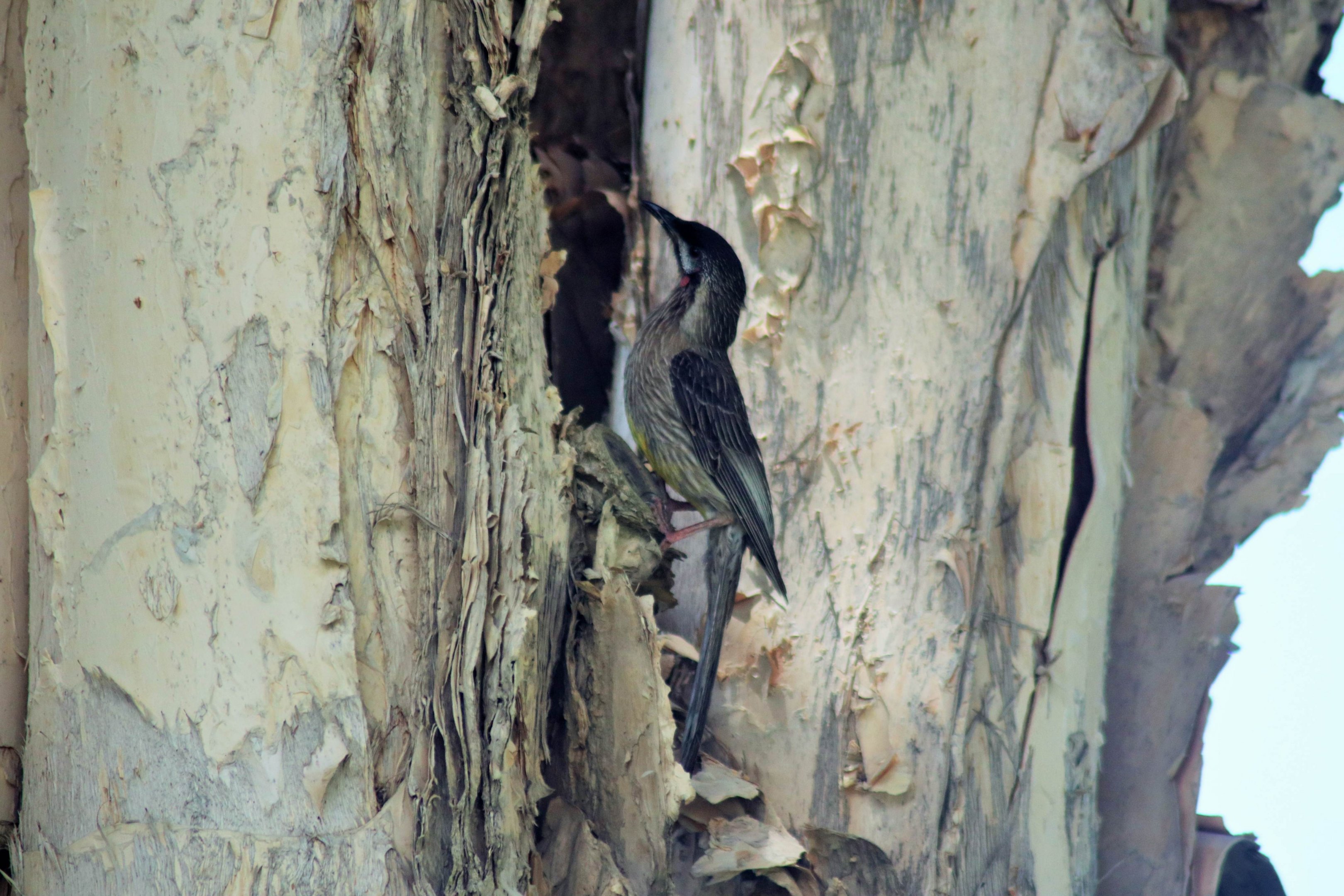 Wild Red Wattlebird (Anthochaera carunculata)
