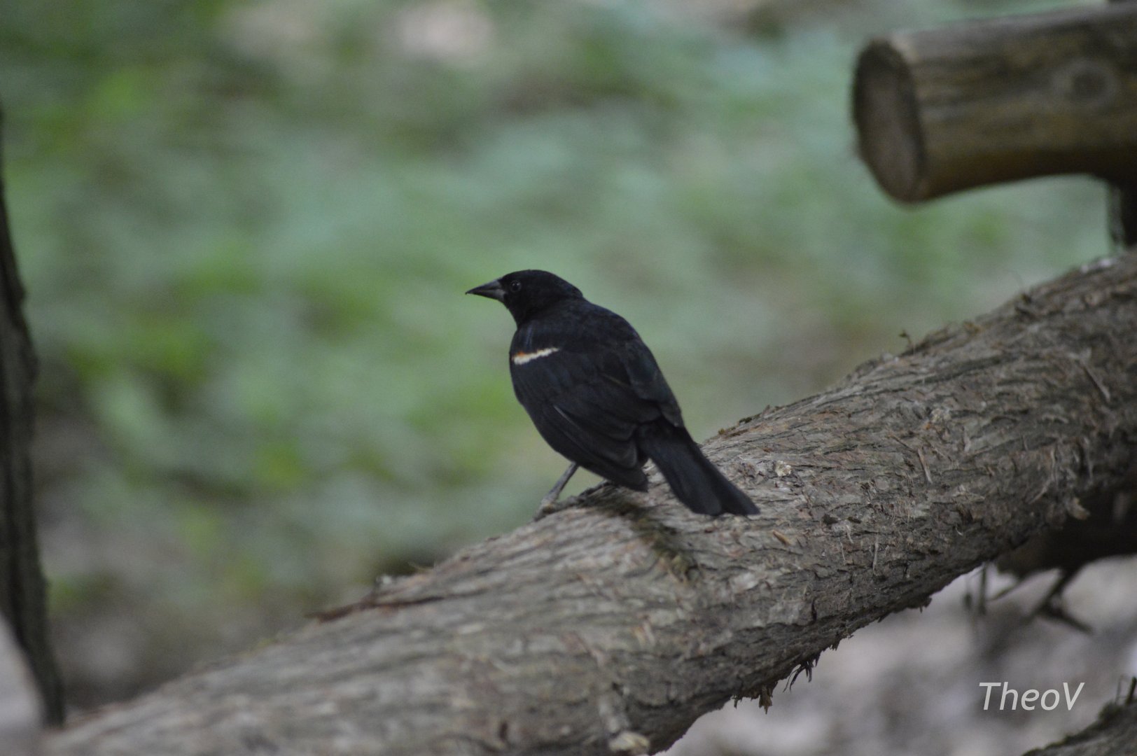 Wild red-winged blackbird