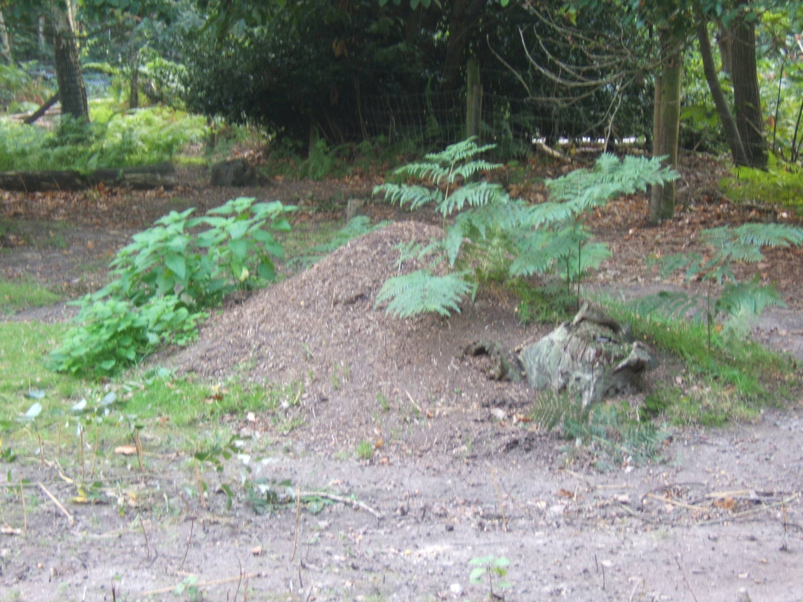 Wild Red Wood Ant nest in the Soay Sheep enclosure