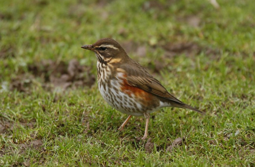 Wild redwing (Turdus iliacus)