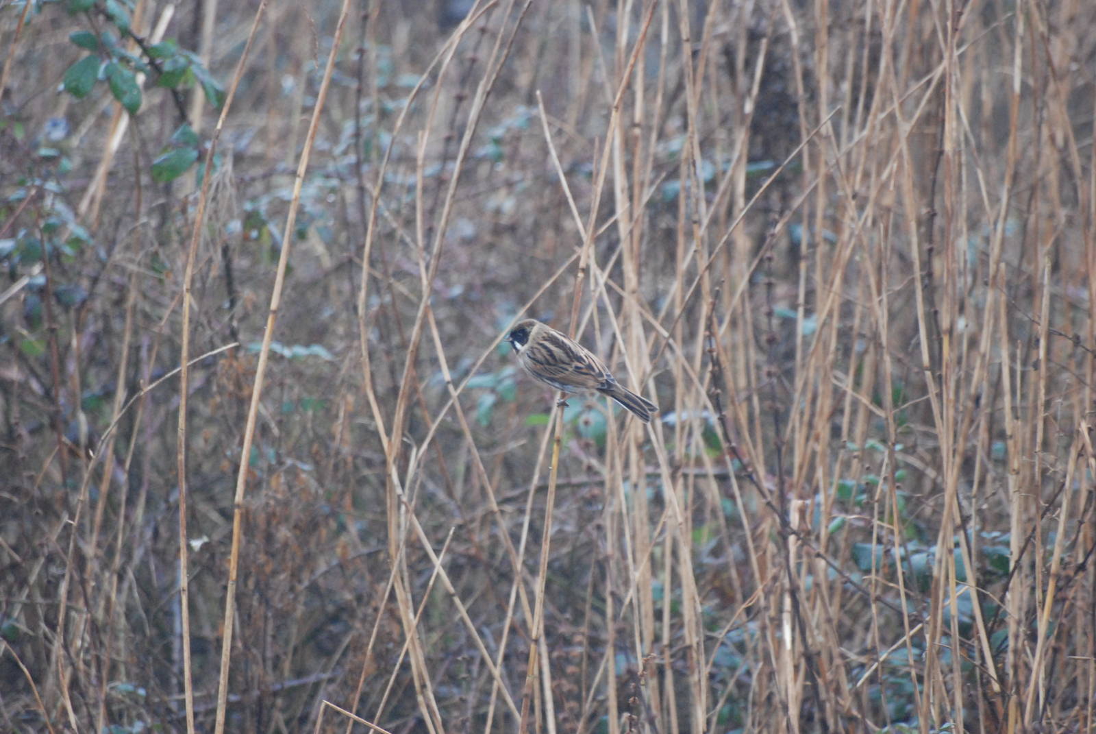 (Wild) Reed Bunting at Slimbridge, 06/02/12