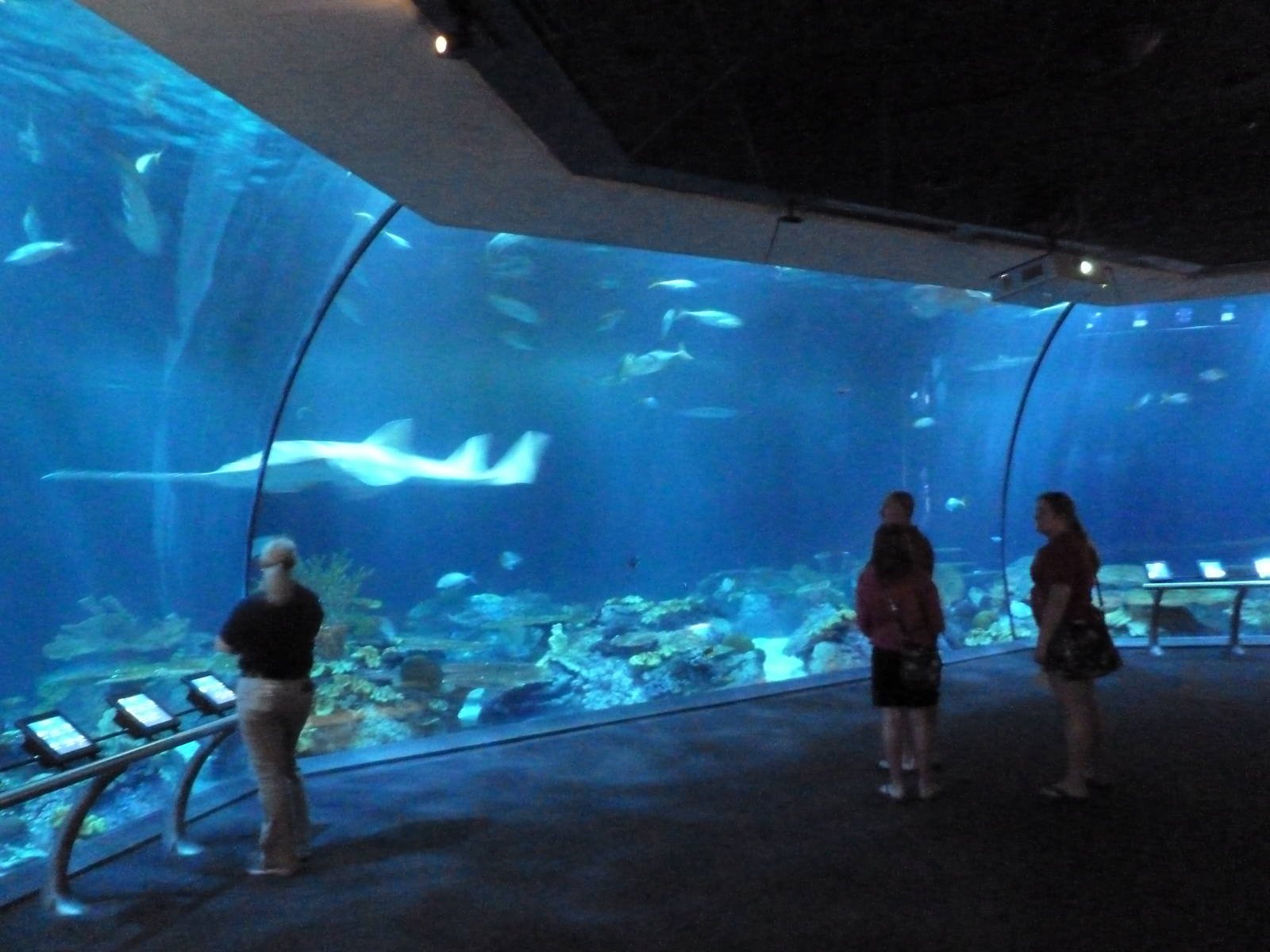 Wild Reef - 400,000 Gallon Shark Tank