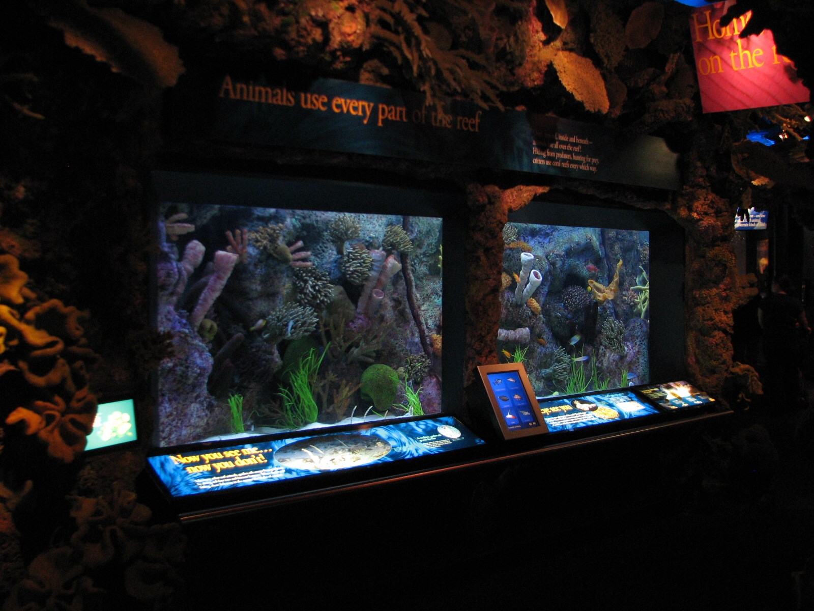 Wild Reef - Animals Use All Parts of the Reef Exhibits