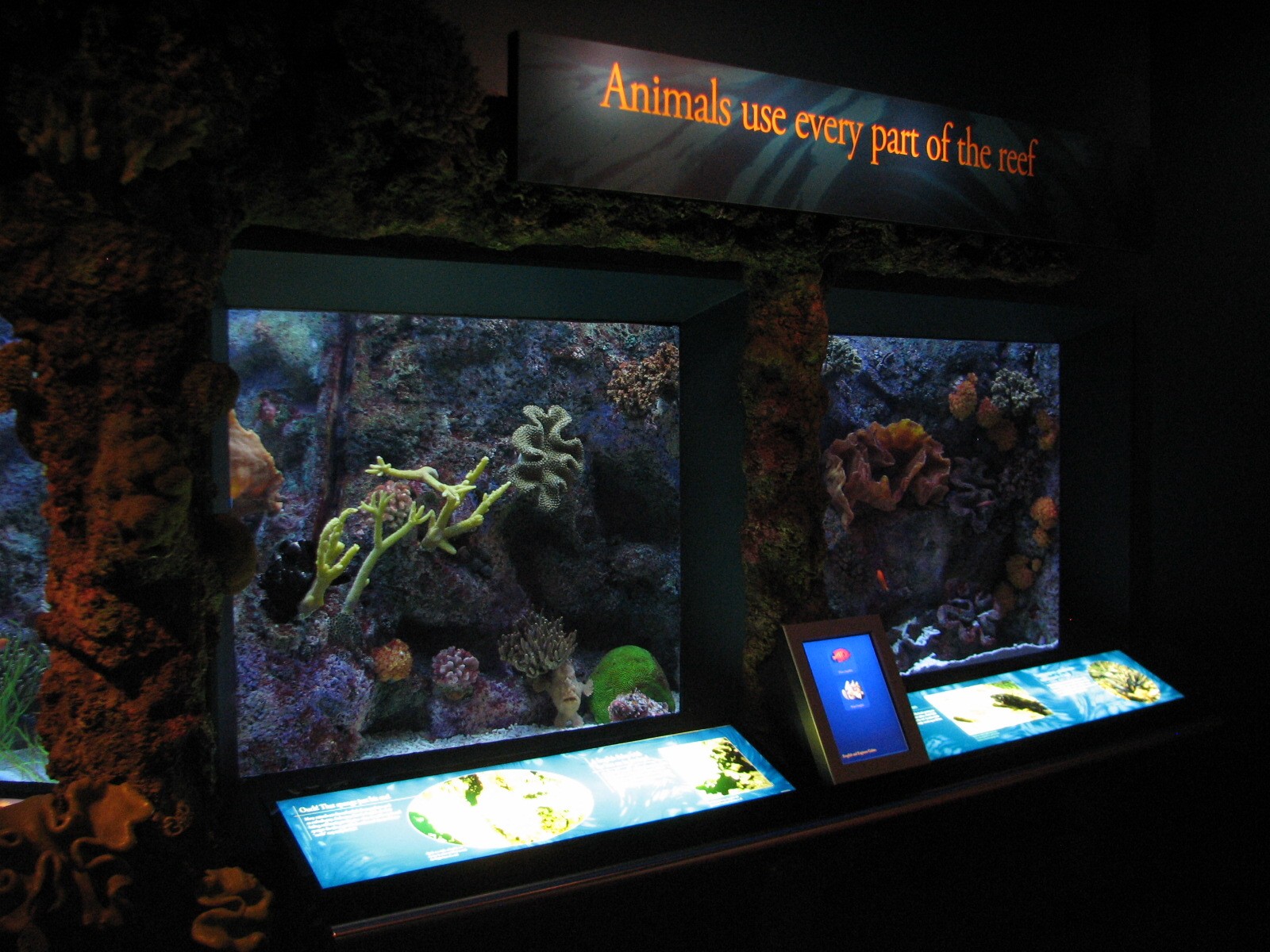 Wild Reef - Animals Use All Parts of the Reef Exhibits