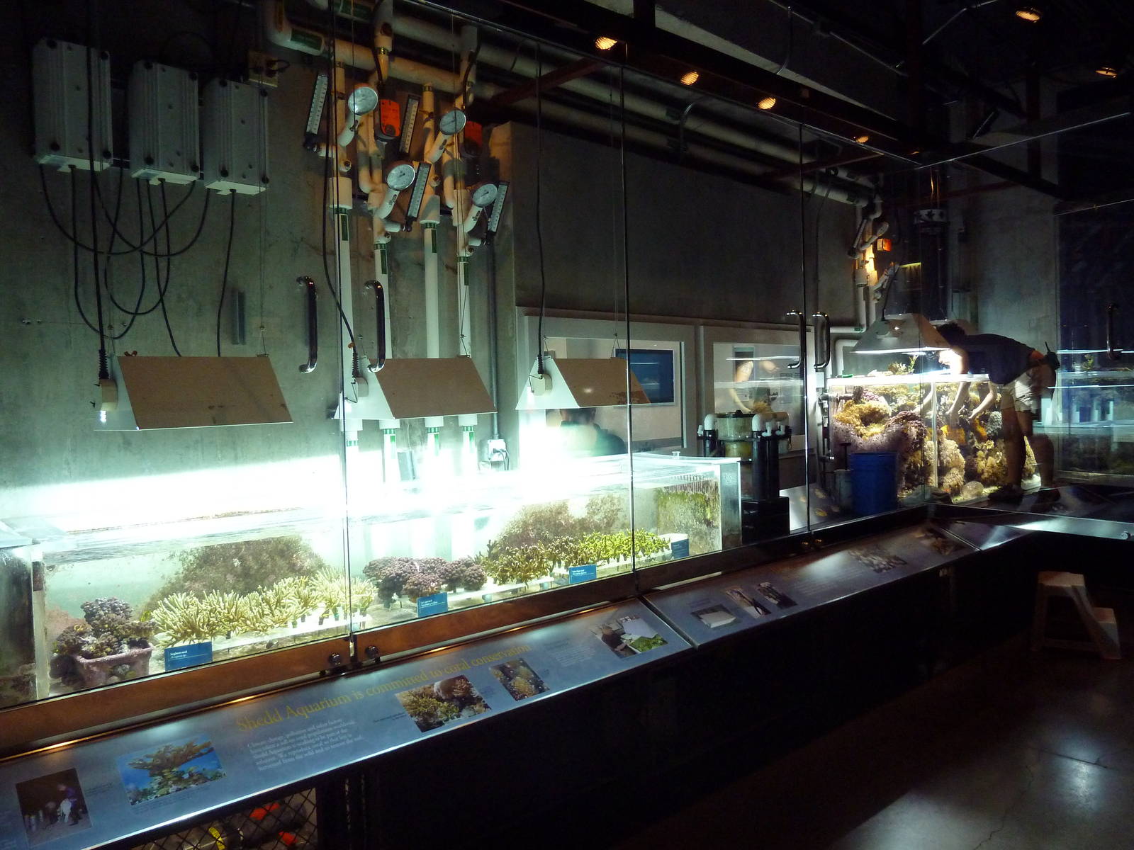 Wild Reef - Coral Conservation Lab