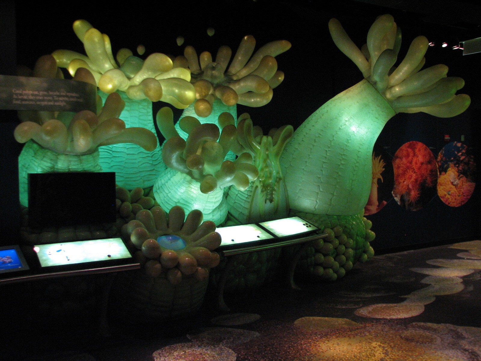 Wild Reef - Coral Display