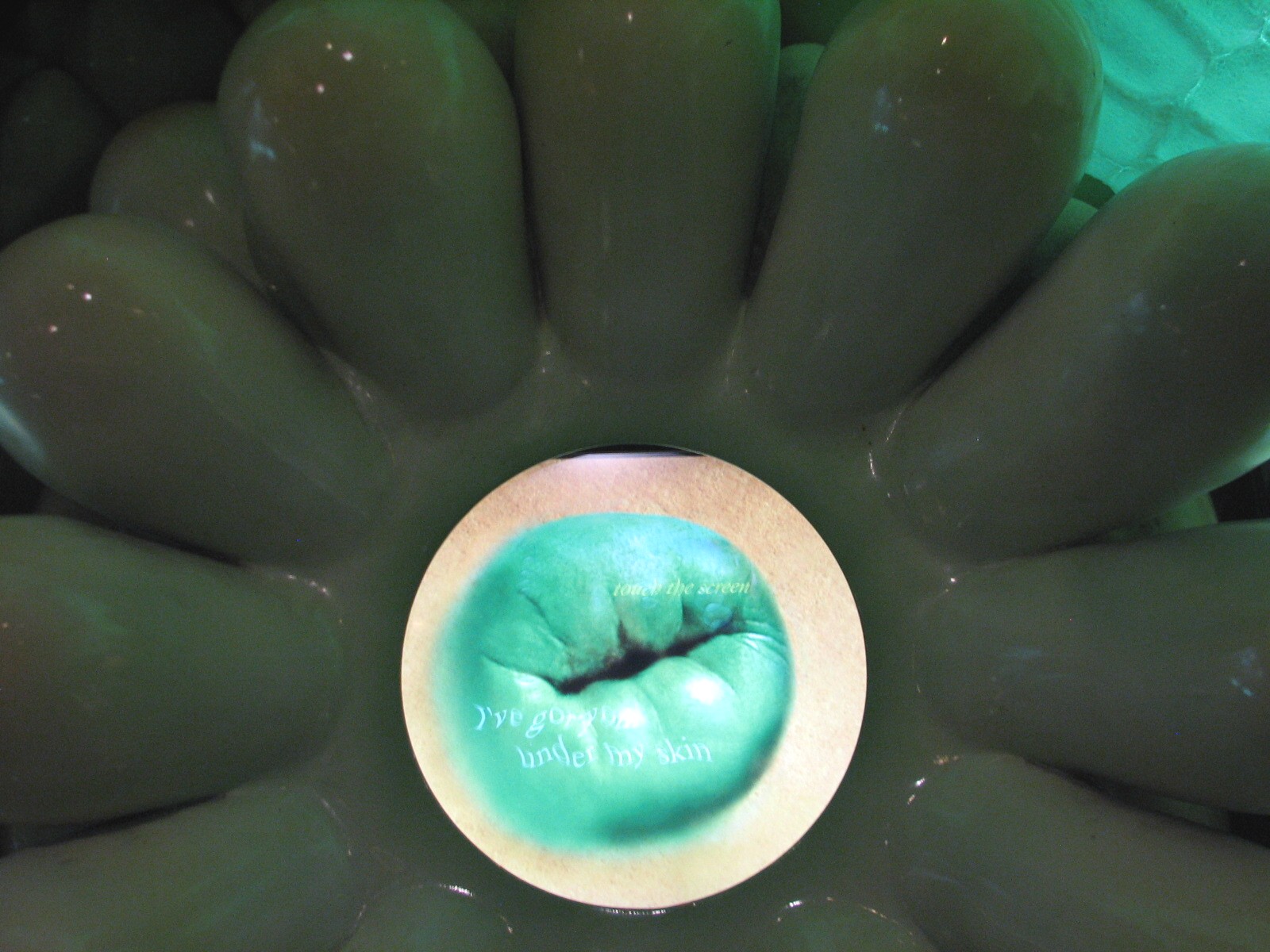 Wild Reef - Coral Display