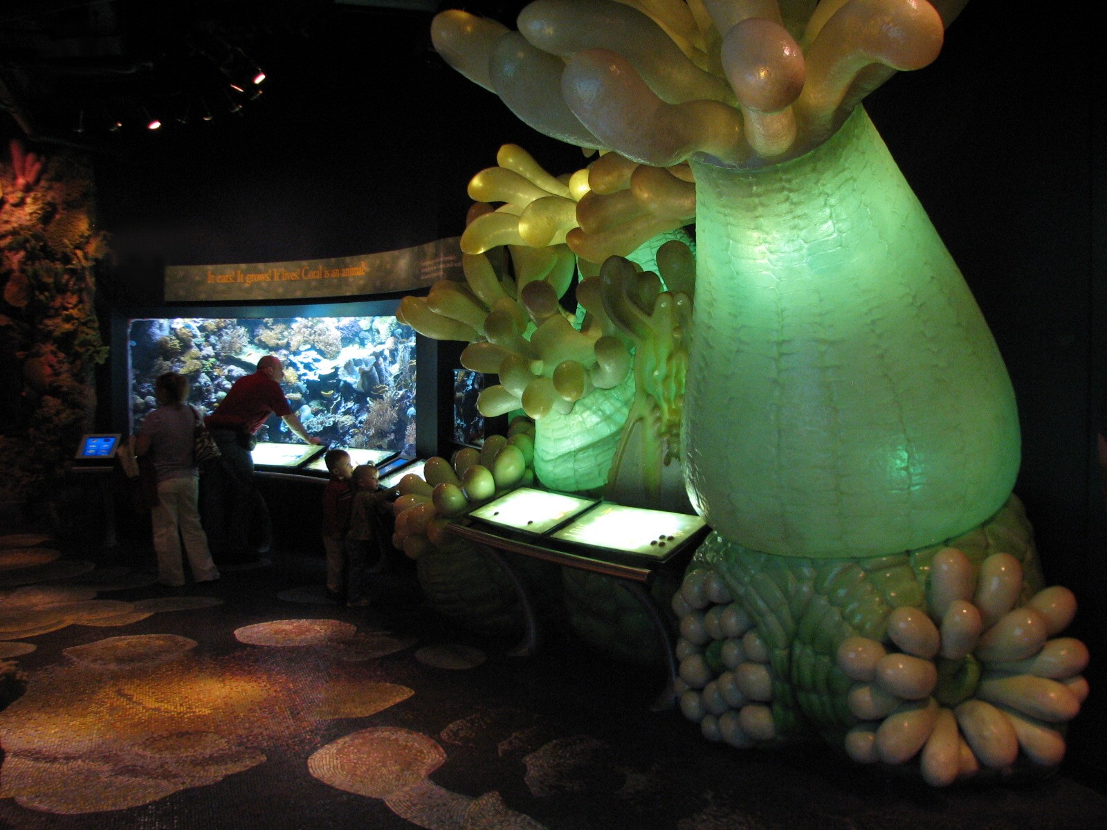 Wild Reef - Coral Display