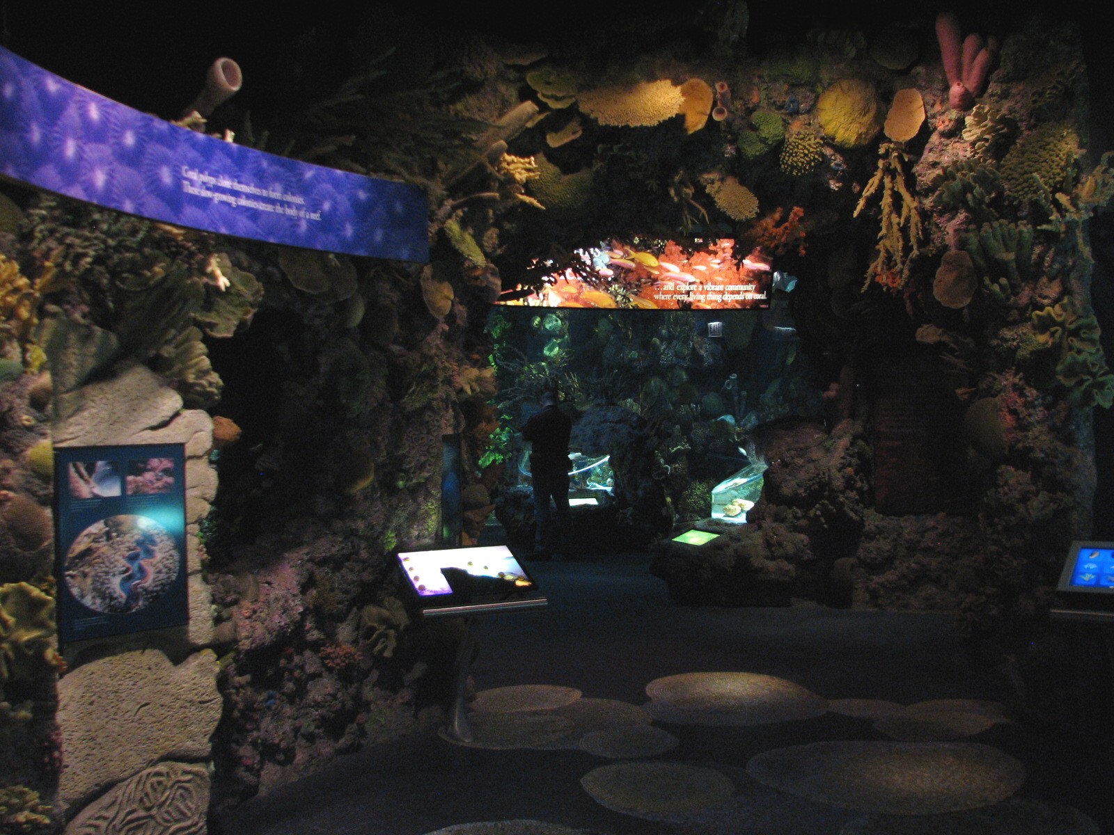 Wild Reef - Coral Exhibit Room
