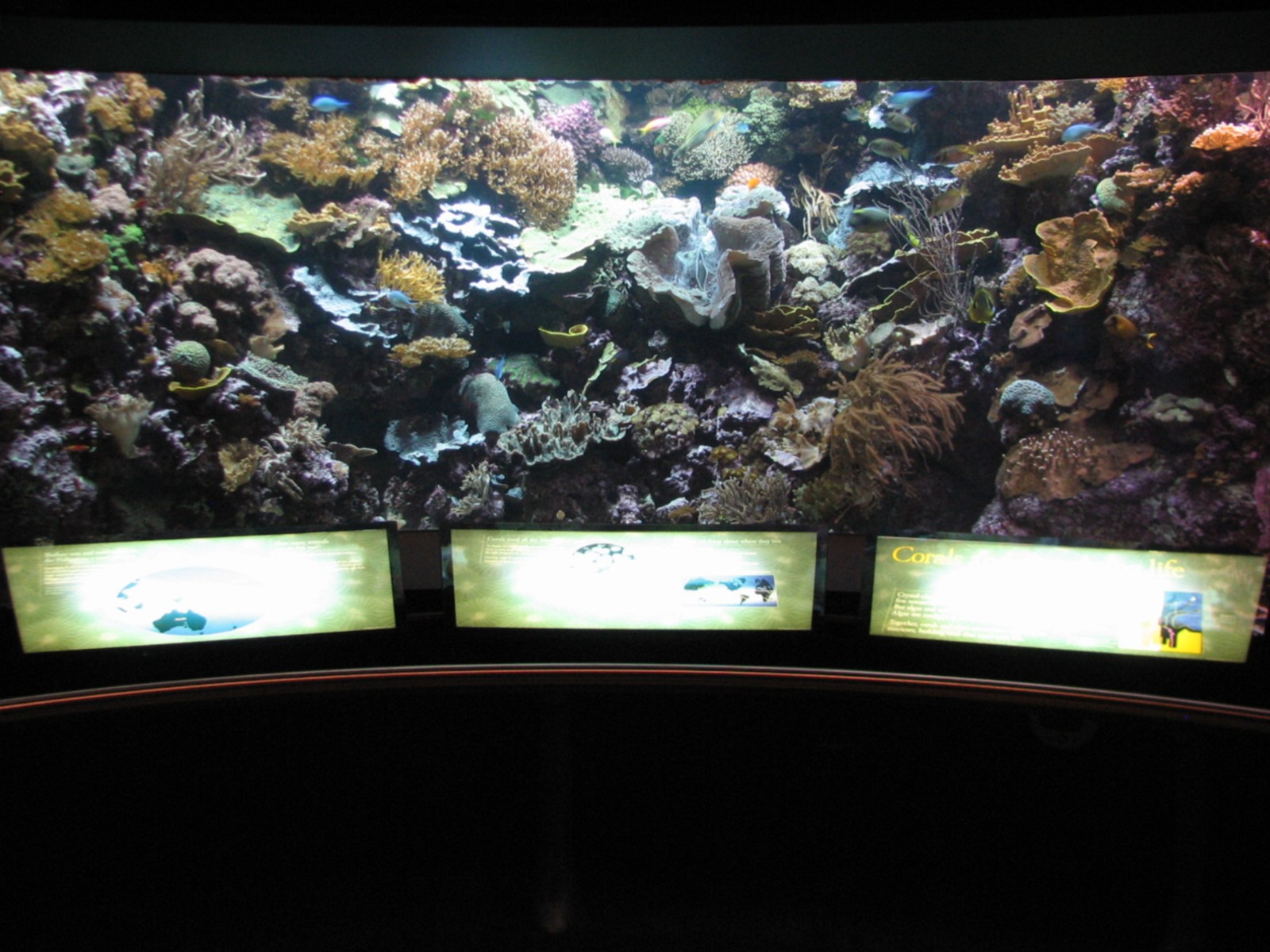 Wild Reef - Coral Exhibit