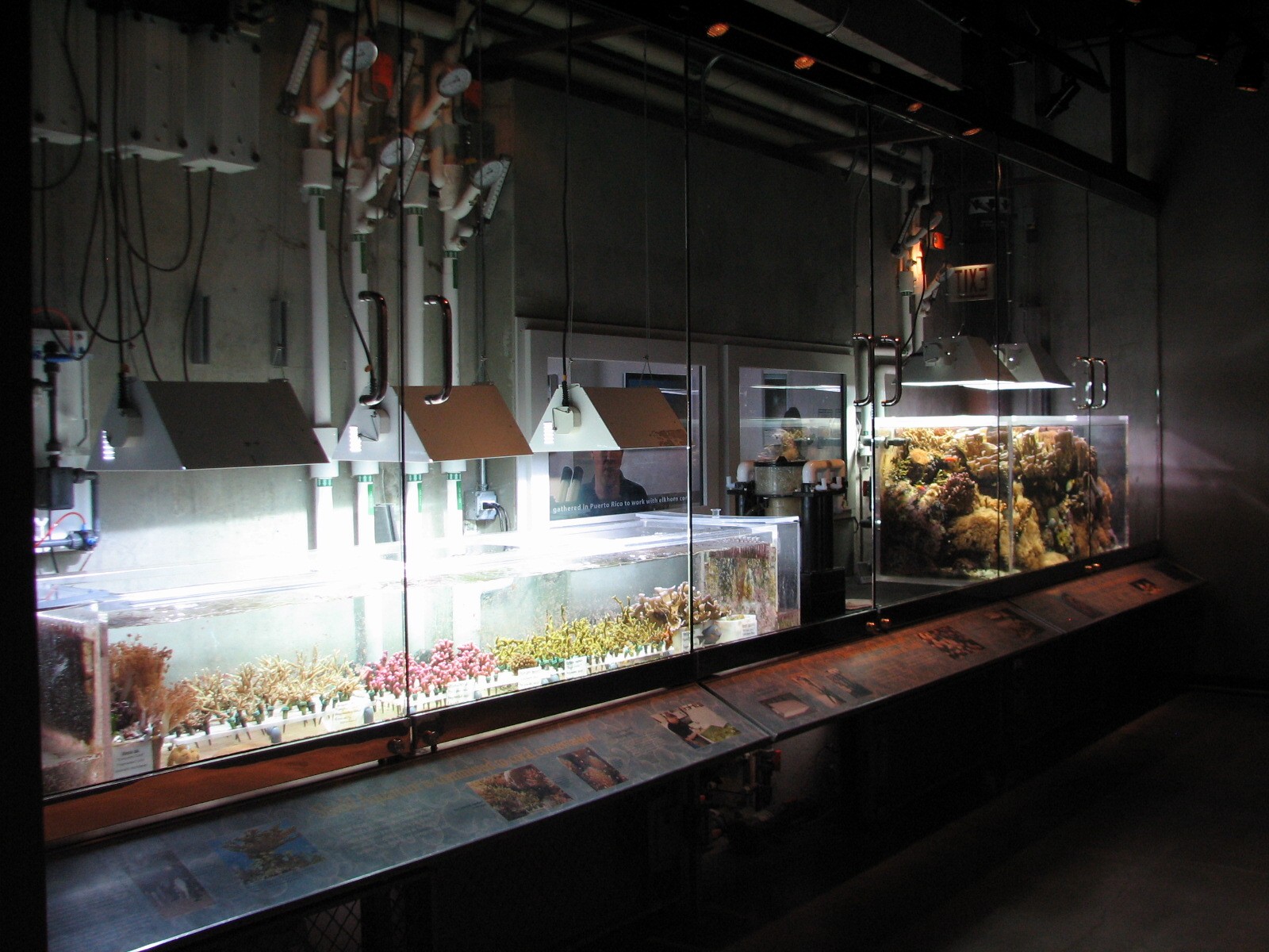 Wild Reef - Coral Lab