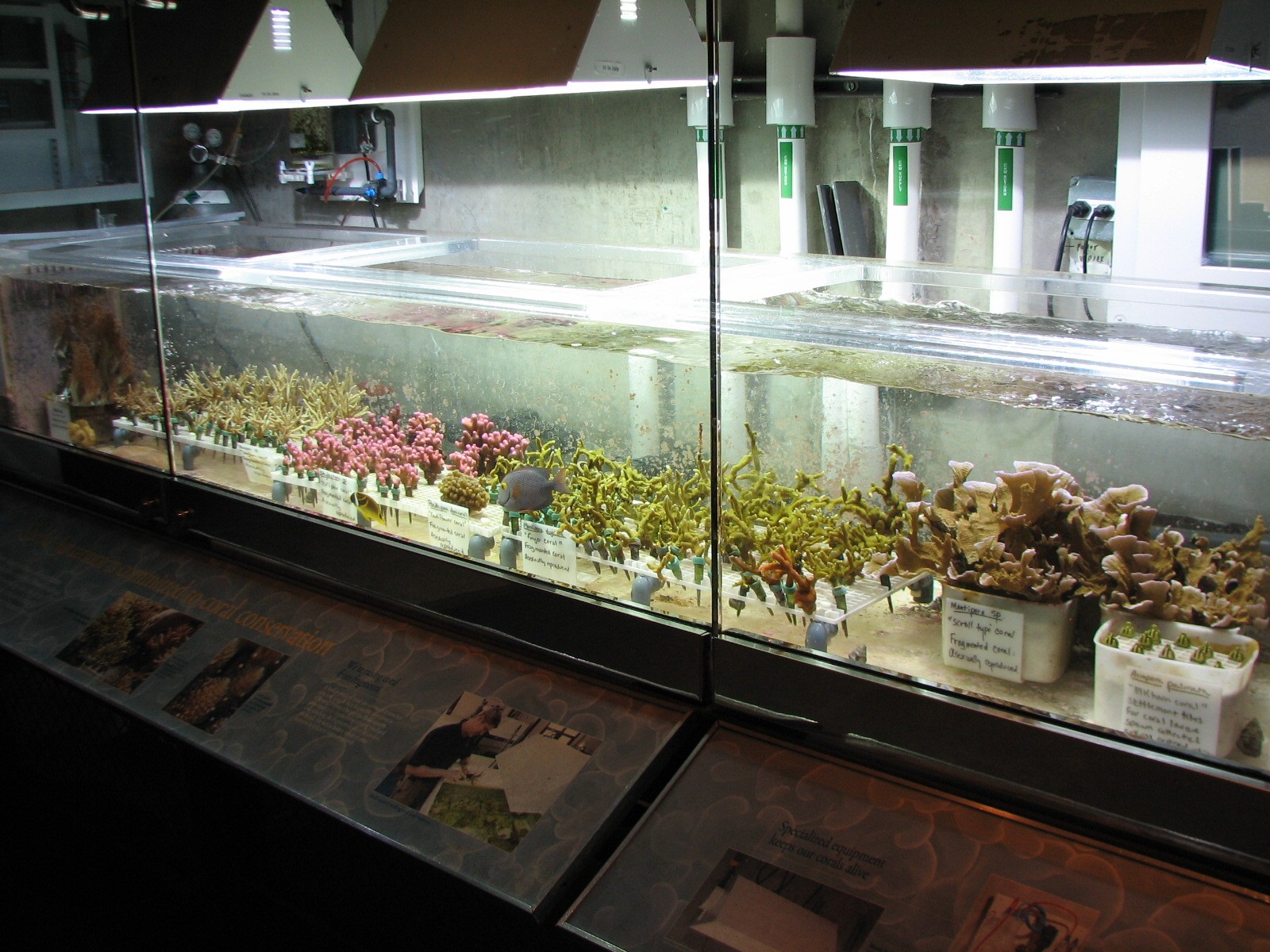 Wild Reef - Coral Lab