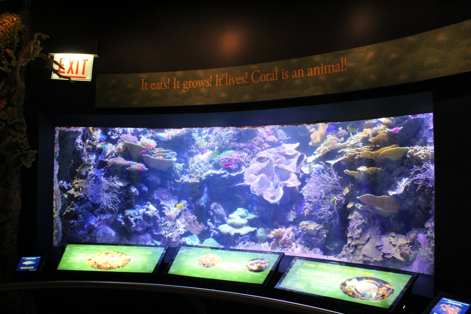 Wild Reef - Coral Reef Tank