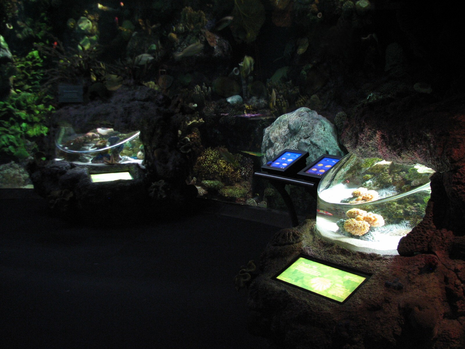 Wild Reef - Crown-of-Thorns Sea Star and Slipper Lobster Exhibits