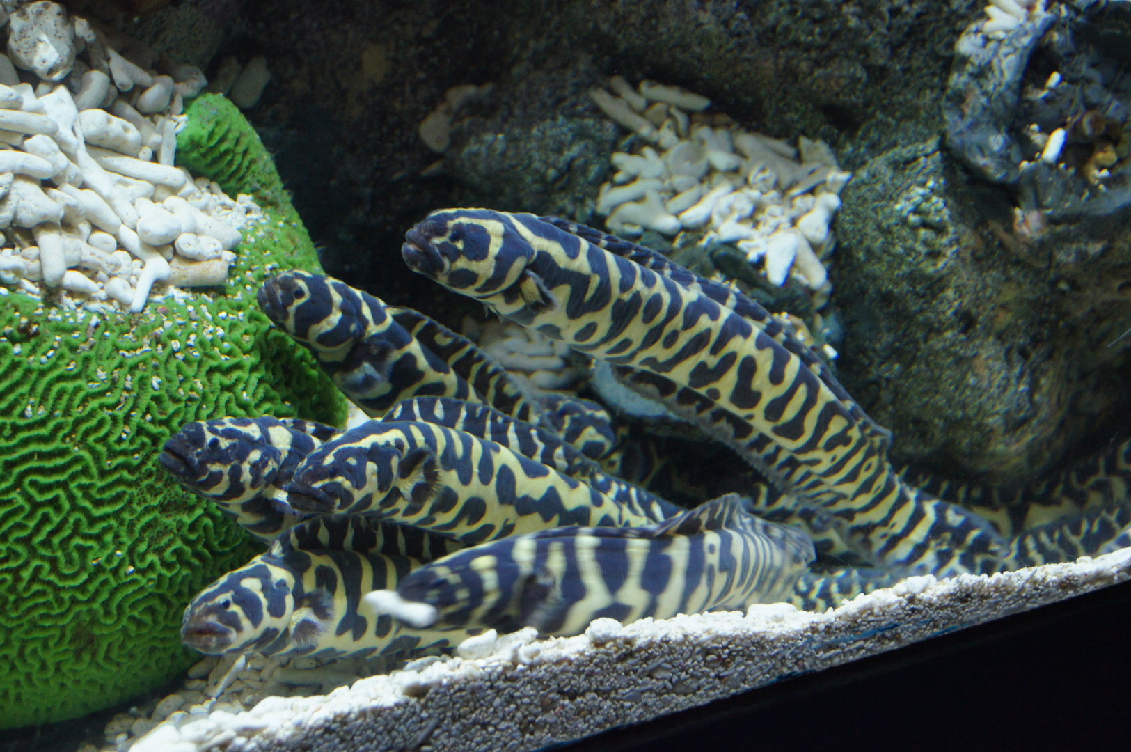 Wild Reef- Engineer Gobies