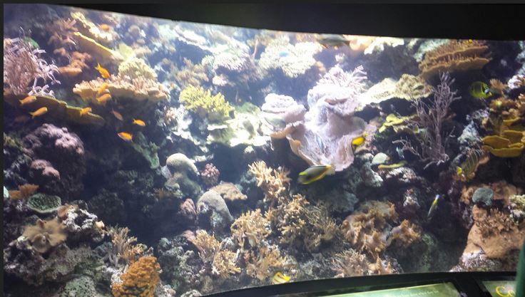 Wild Reef Exhibit