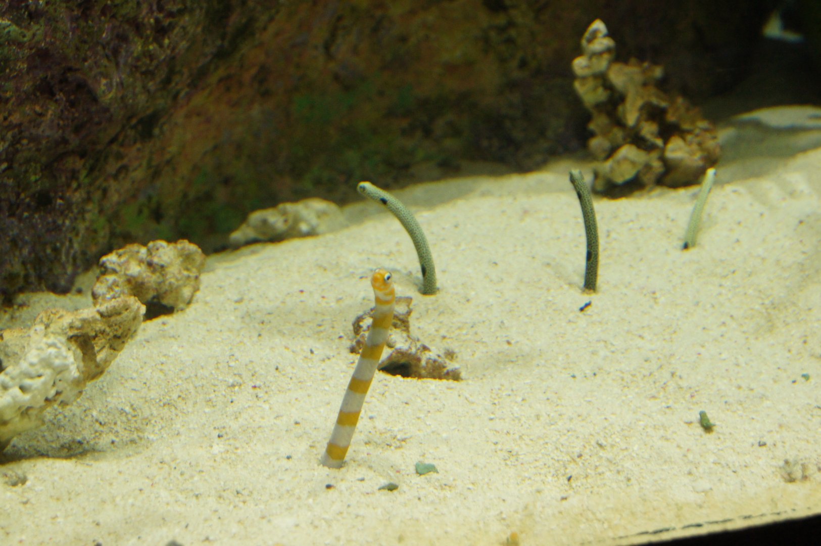 Wild Reef- Garden Eels (Nov 26, 2022)