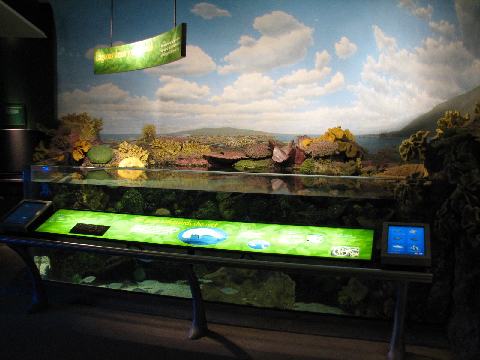 Wild Reef - Lagoon Exhibit