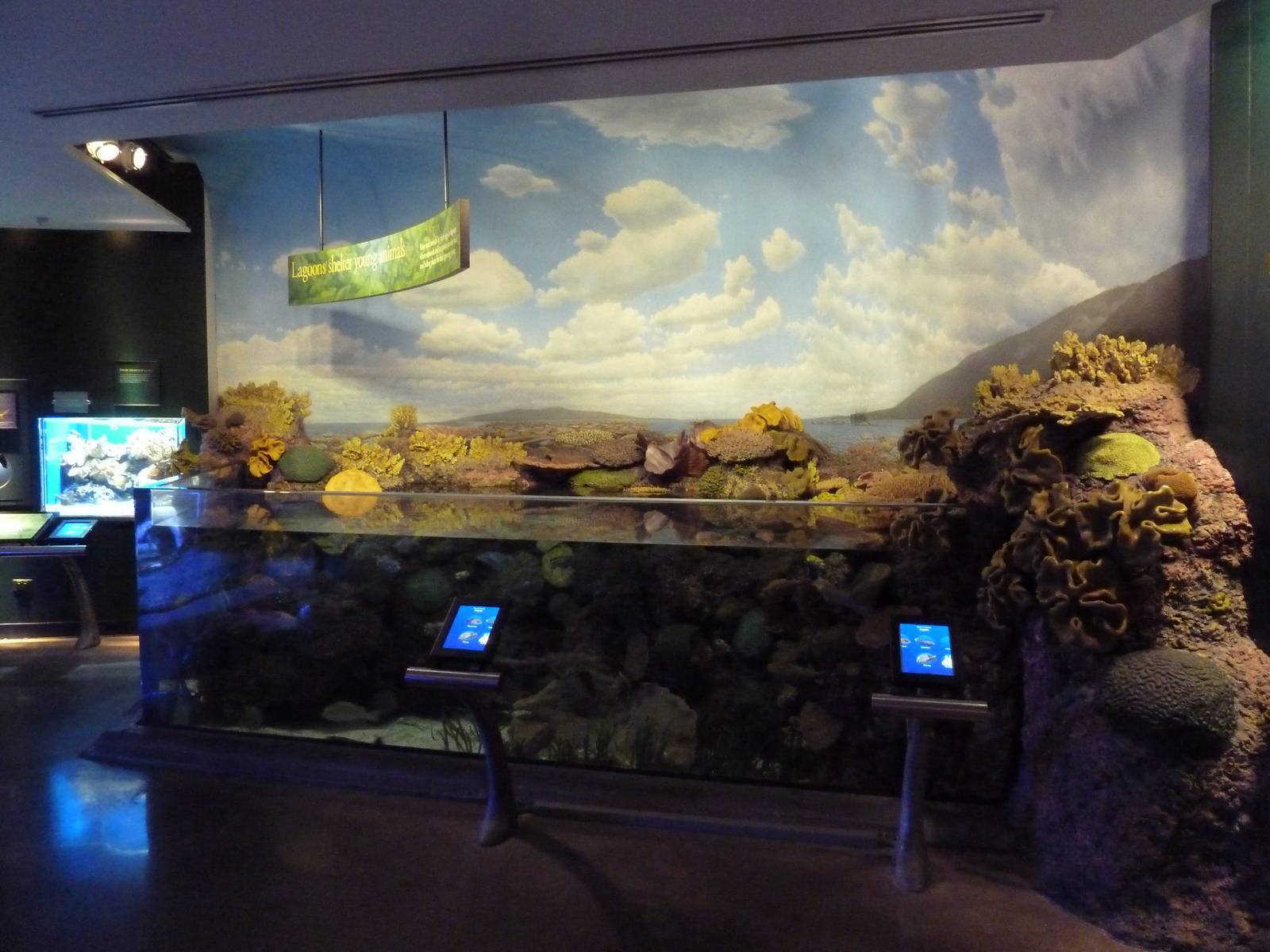 Wild Reef - Lagoon Exhibit