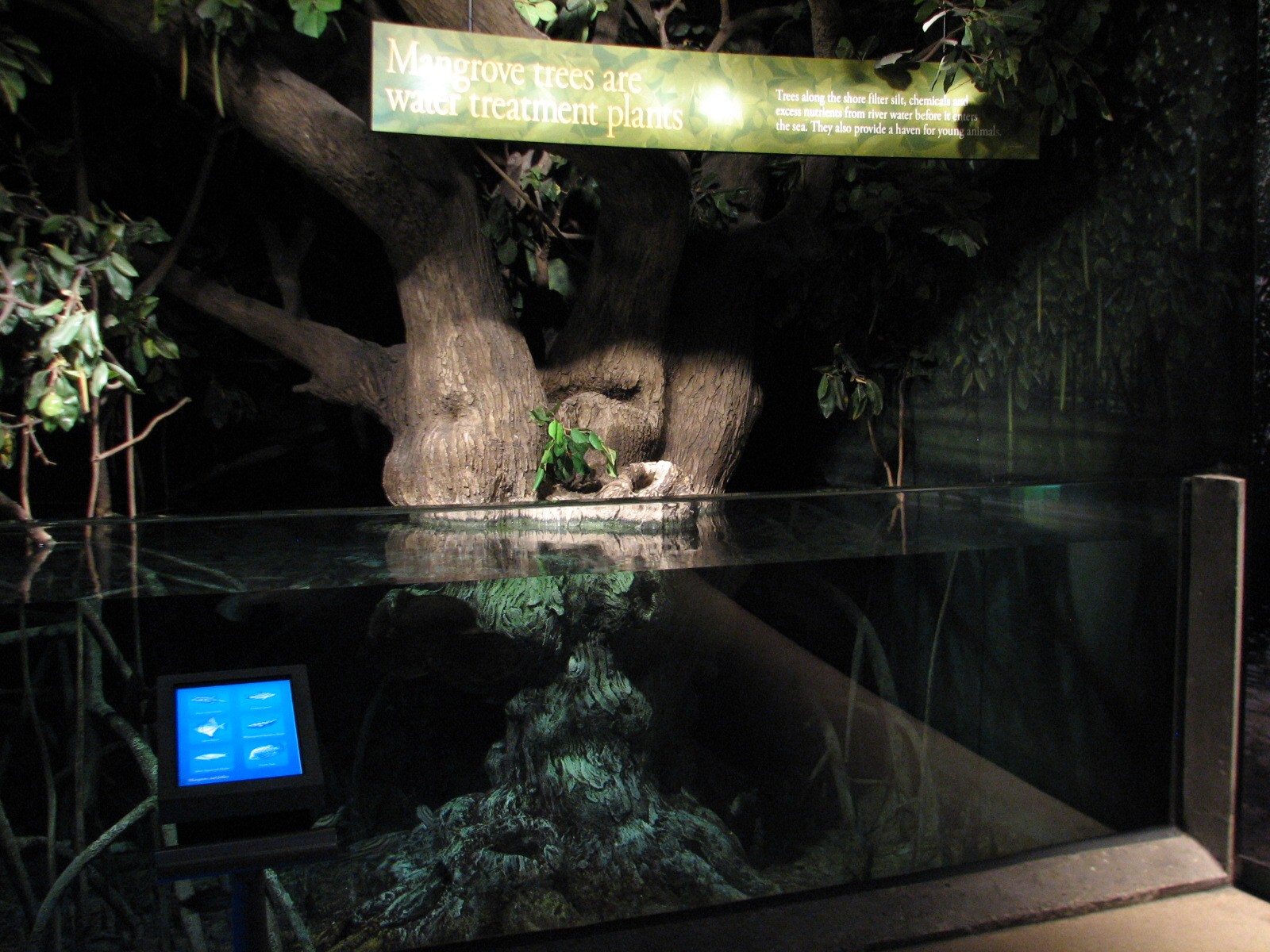 Wild Reef - Mangrove Exhibit