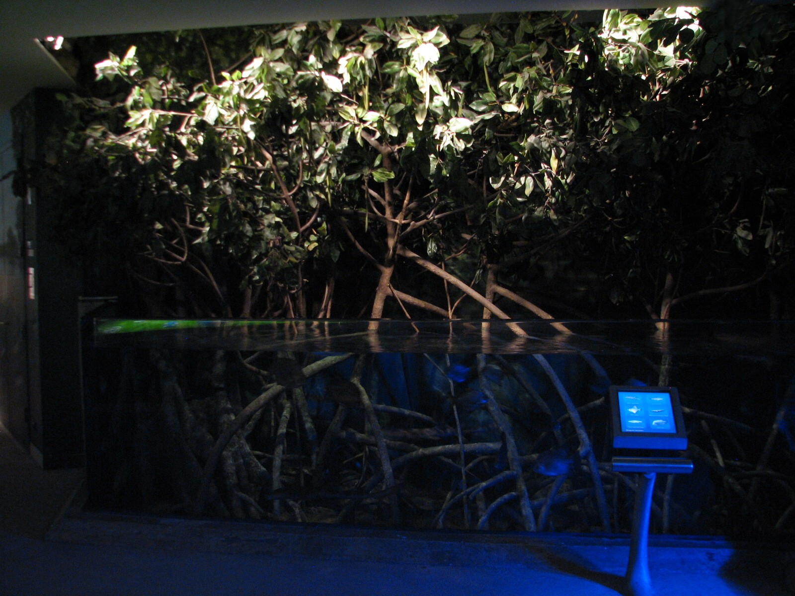 Wild Reef - Mangrove Exhibit