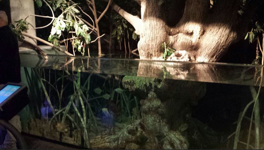 Wild Reef - Mangrove Exhibit