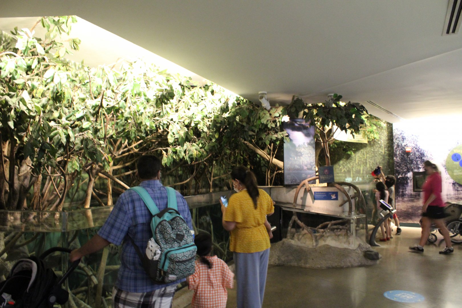 Wild Reef - Mangrove Tank