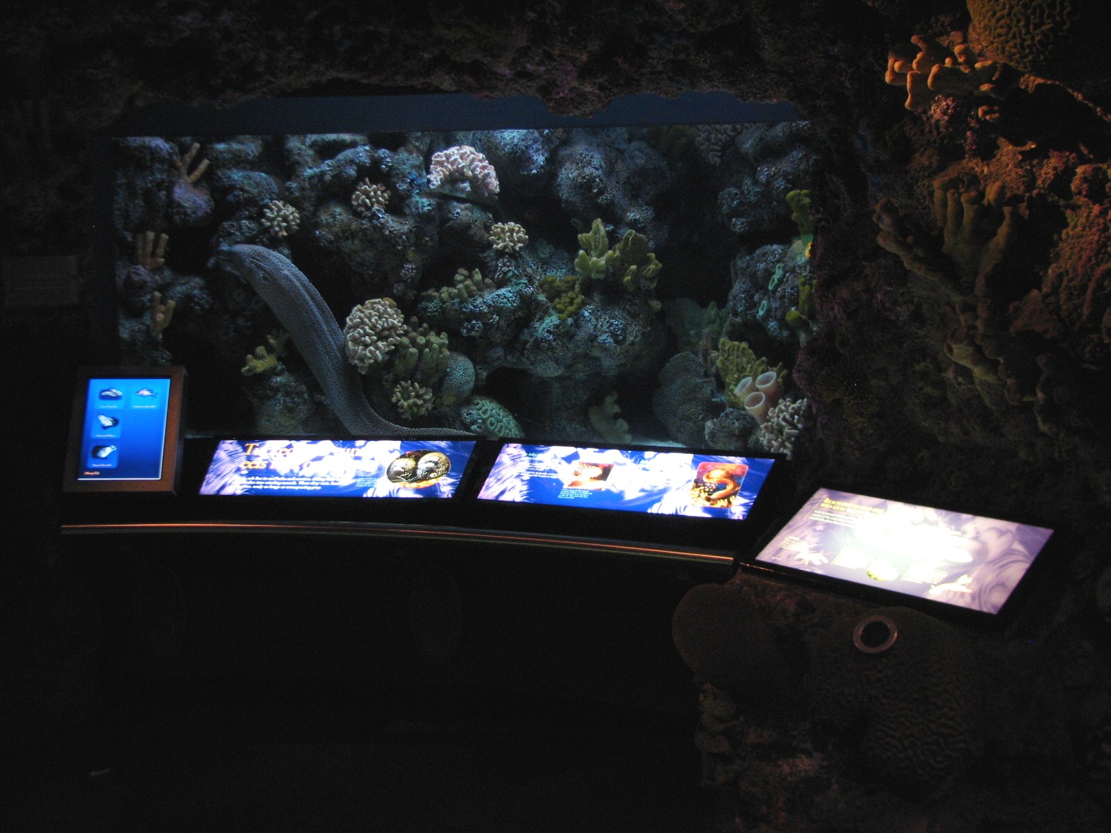 Wild Reef - Moray Eel Exhibit