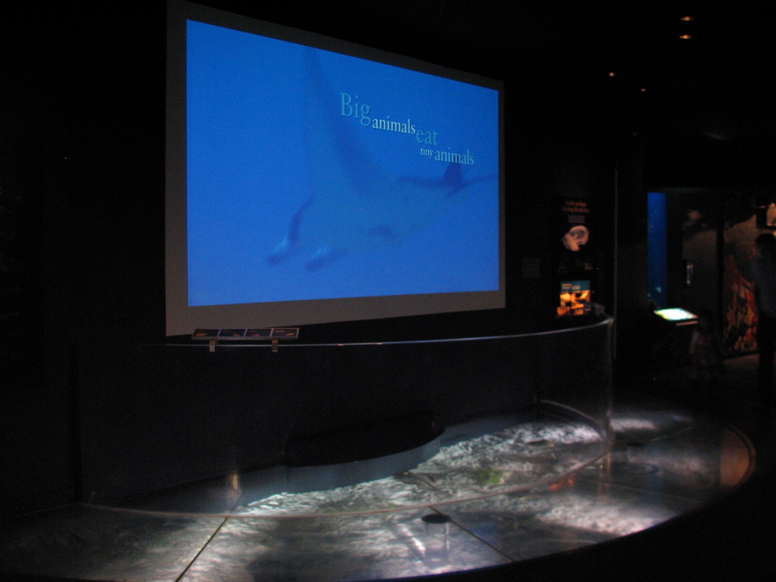 Wild Reef - Ray Exhibit