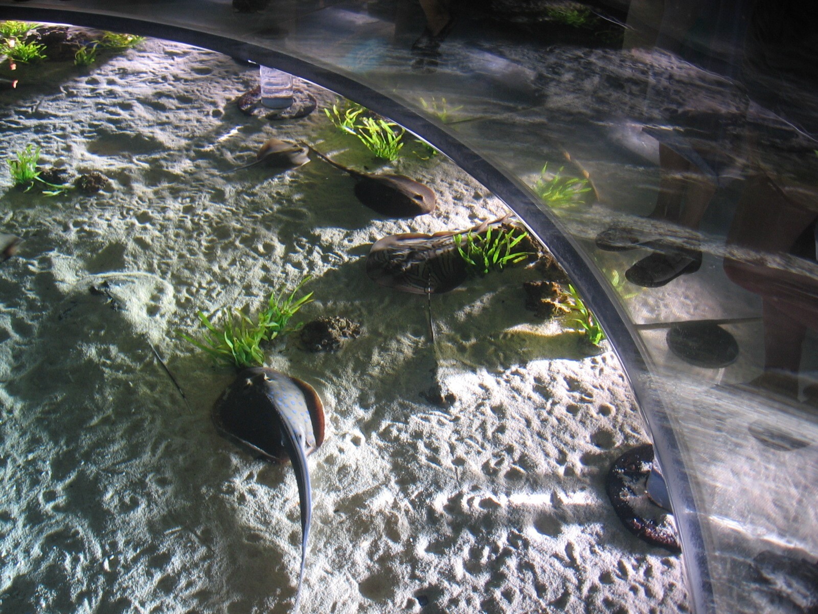 Wild Reef - Ray Exhibit