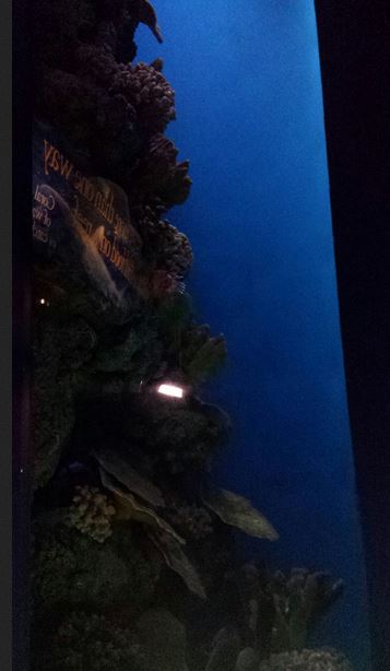 Wild Reef - Red Lionfish Exhibit