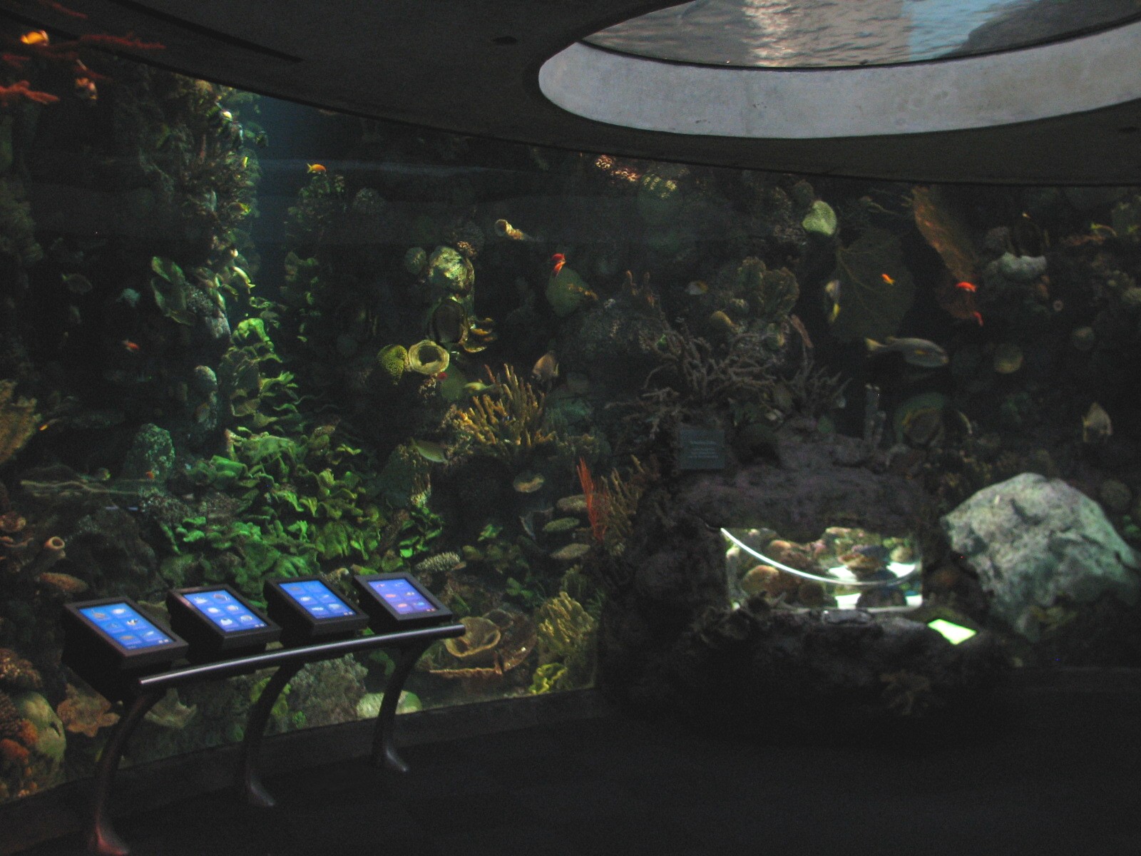 Wild Reef - Schooling Fish Exhibit