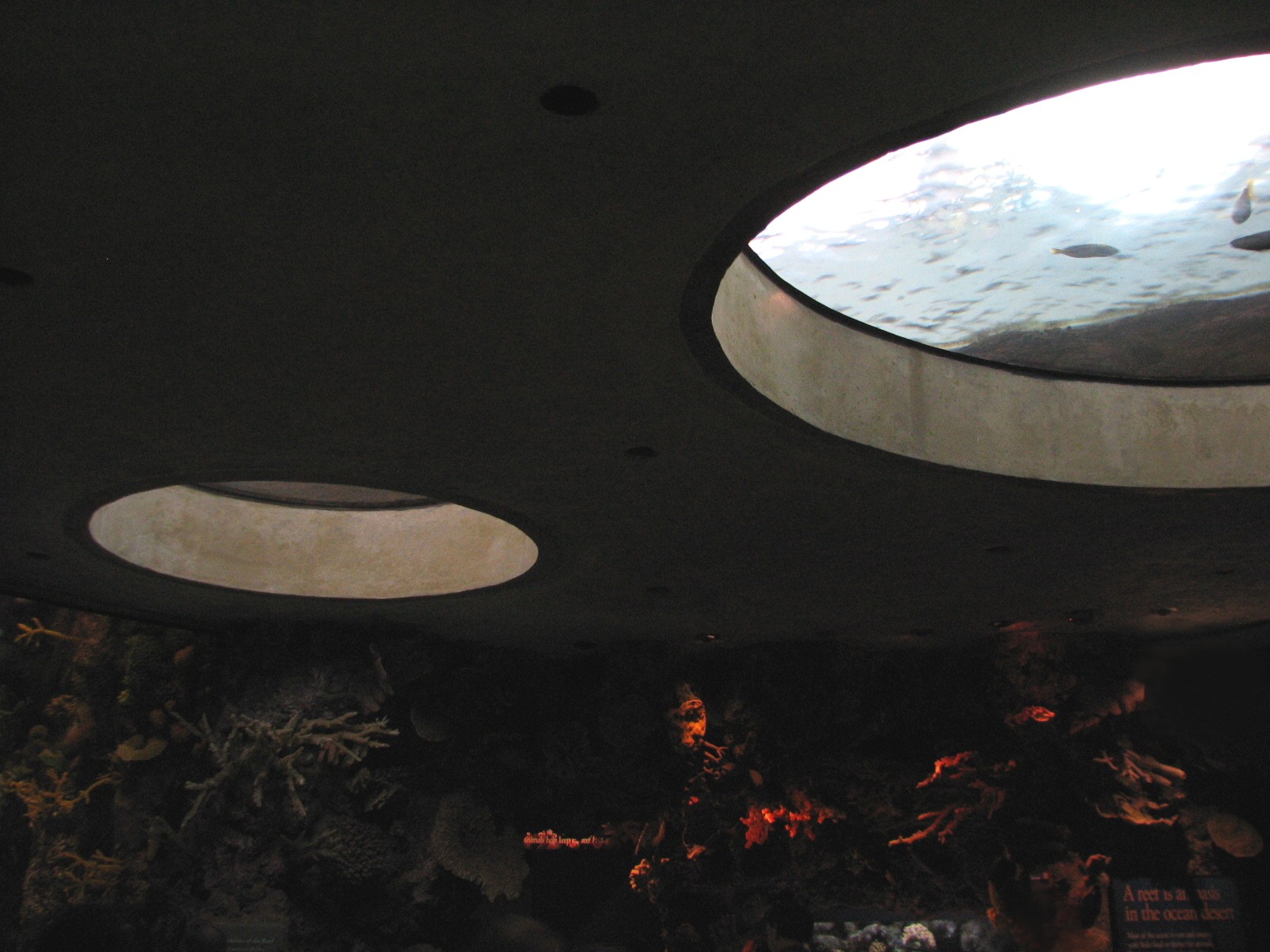 Wild Reef - Schooling Fish Exhibit