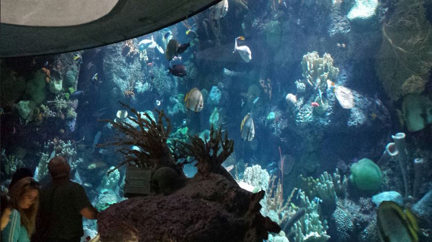 Wild Reef - Schooling Fish Exhibit