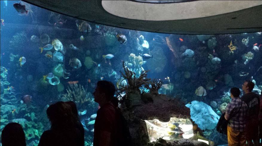 Wild Reef - Schooling Fish Exhibit