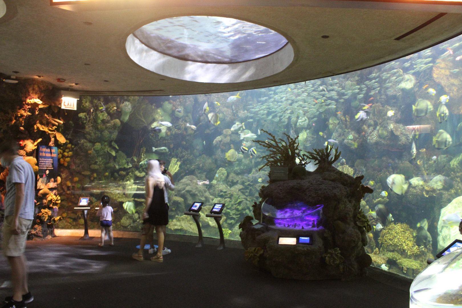 Wild Reef - Schooling Fish Tank