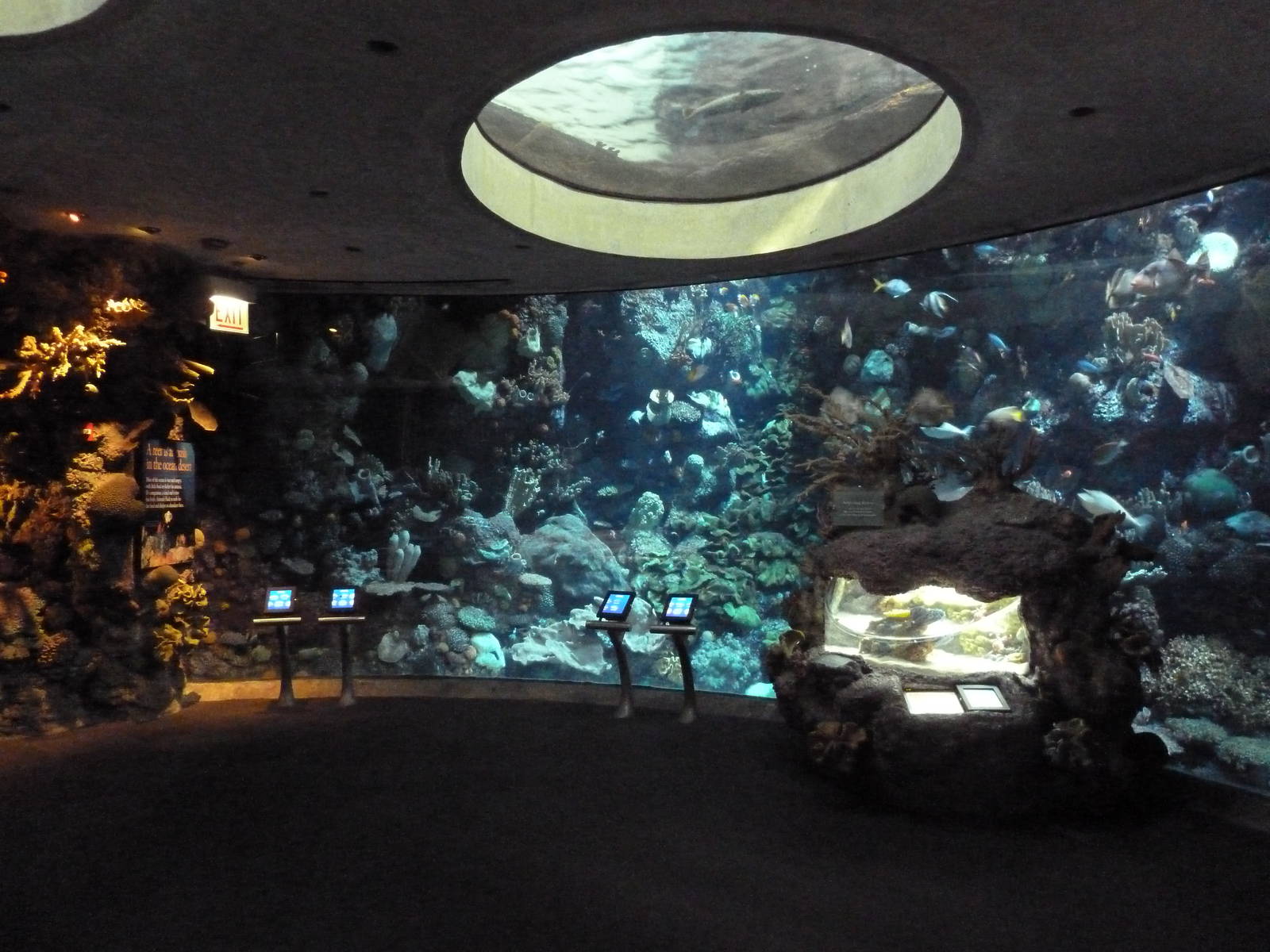 Wild Reef - Schooling Fishes Exhibit (66 Species)