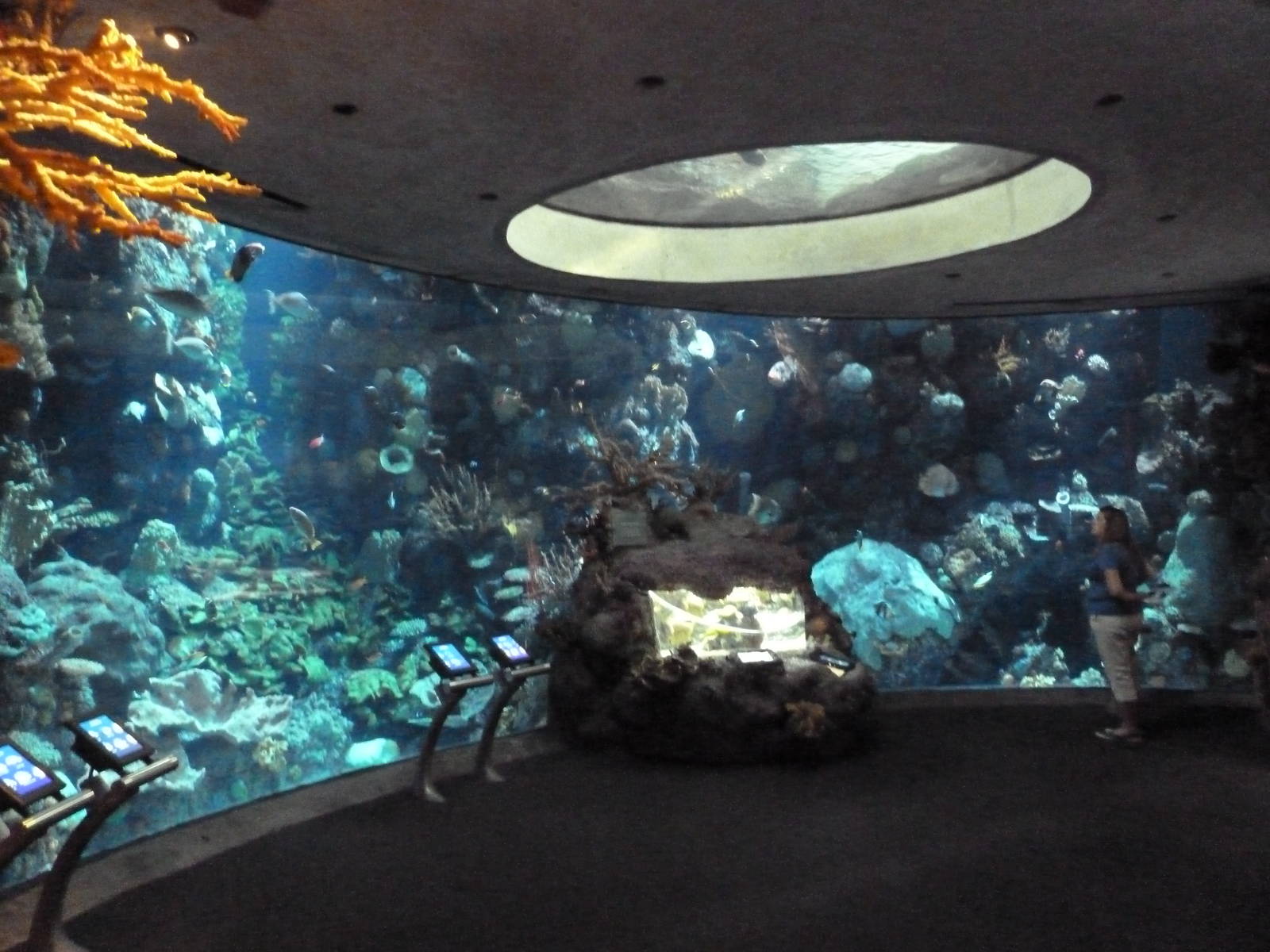 Wild Reef - Schooling Fishes Exhibit (66 Species)