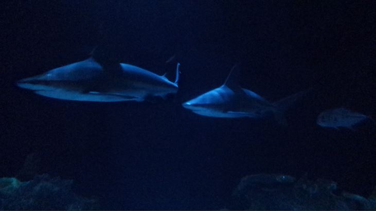 Wild Reef - Shark Reef - 1 or 2 Sandbar Sharks?