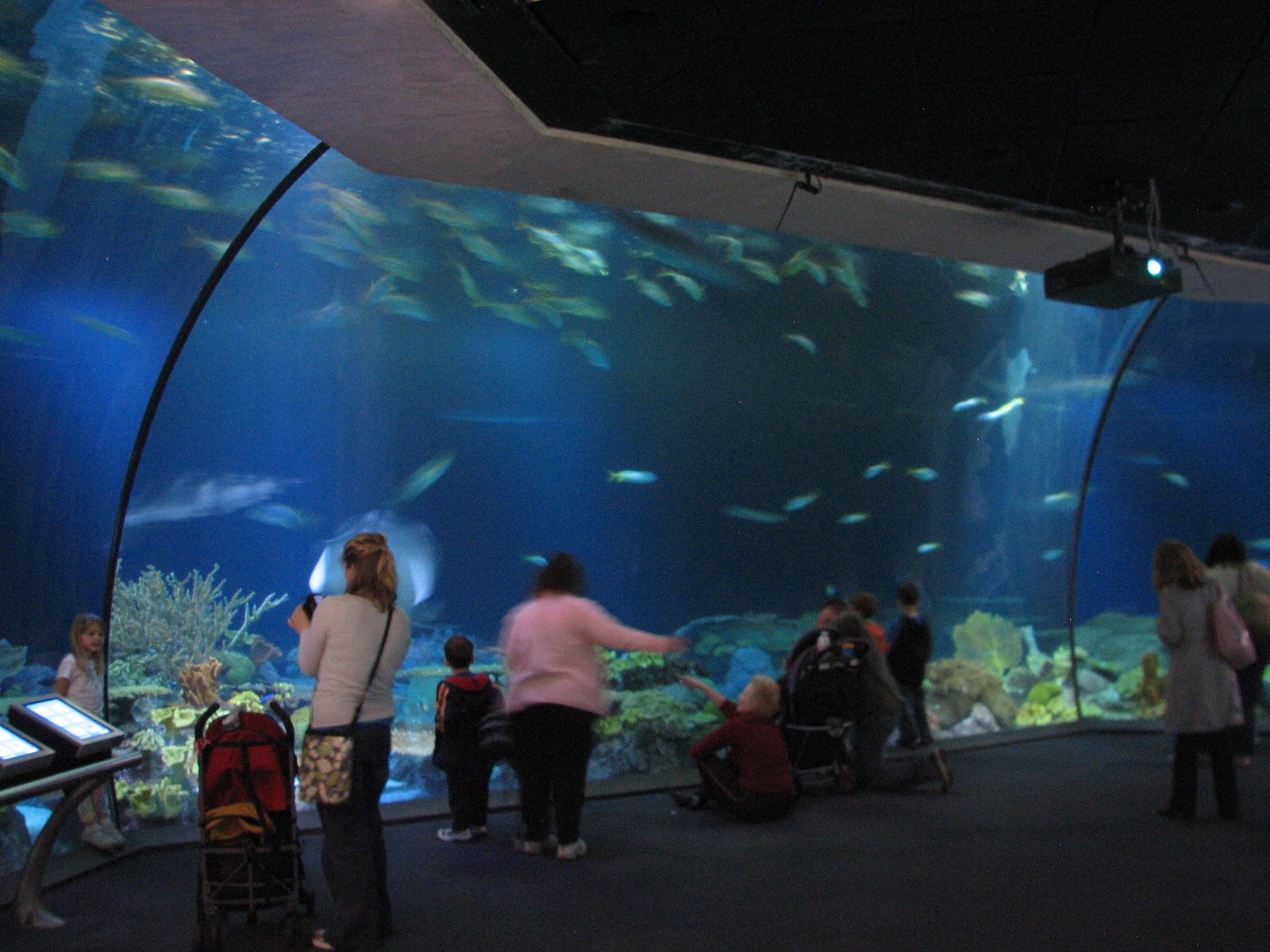 Wild Reef - Shark Reef Exhibit
