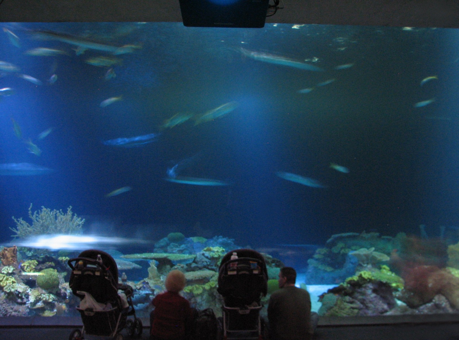 Wild Reef - Shark Reef Exhibit