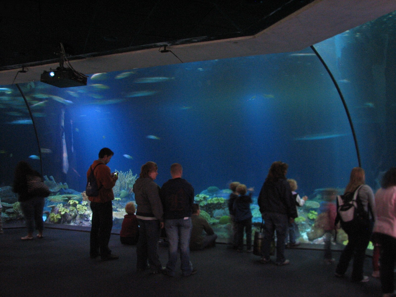 Wild Reef - Shark Reef Exhibit