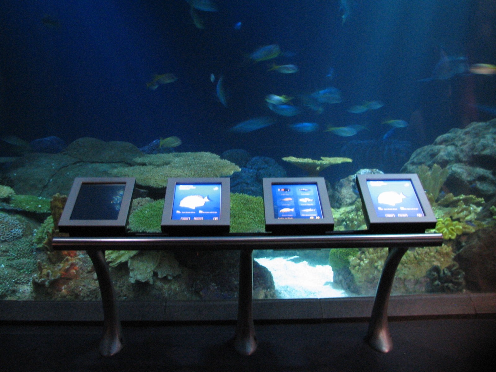 Wild Reef - Shark Reef Exhibit