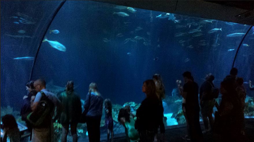 Wild Reef - Shark Reef Exhibit