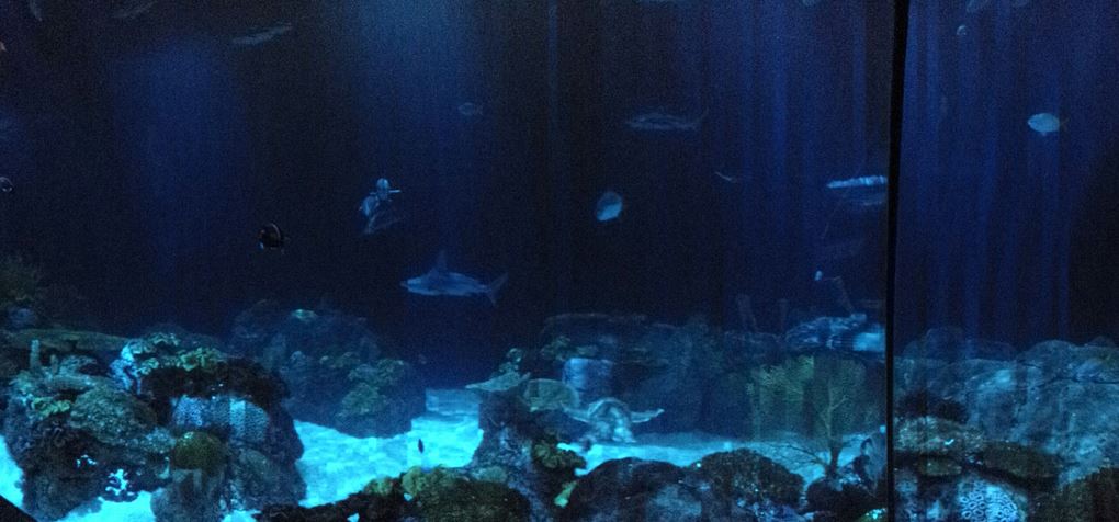 Wild Reef - Shark Reef Exhibit