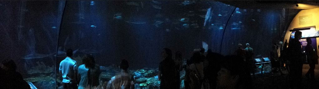 Wild Reef - Shark Reef Exhibit