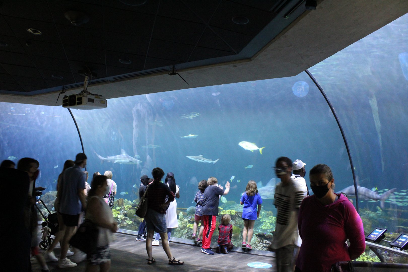 Wild Reef - Shark Tank