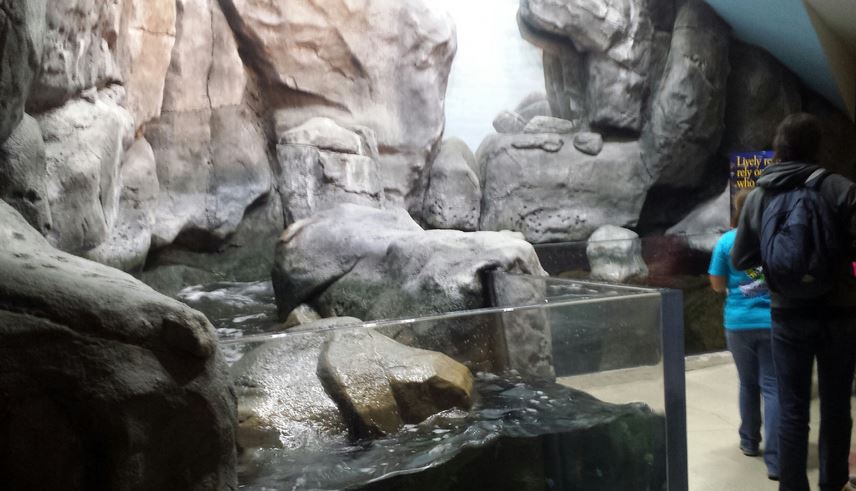 Wild Reef - Shoreline Surf Exhibit