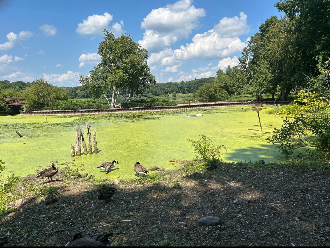 Wild/Resident Canada Geese, Wild/Resident Trumpeter Swans, and Wild American Black Ducks (Kellogg Bird Sanctuary, Augusta, MI, 8/7/25)