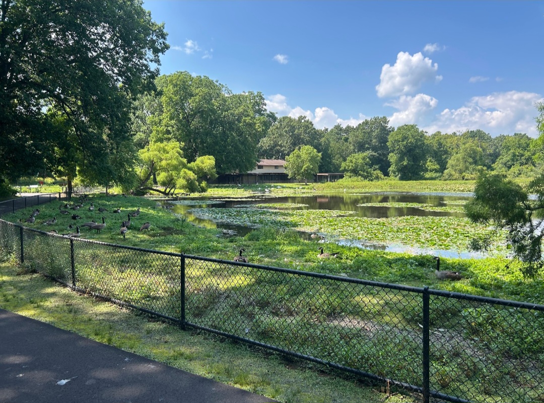 Wild/Resident Mixes of Canada Geese, Trumpeter Swans, and Mute Swans (Kellogg Bird Sanctuary, Augusta, MI, 8/7/25)